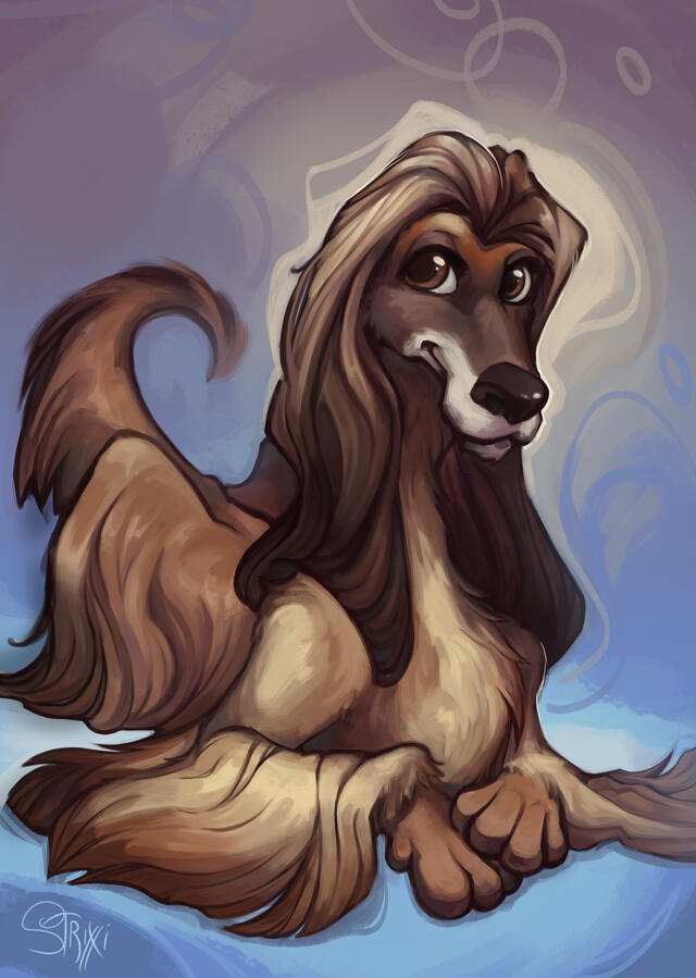 Elegant dog Elegant dog